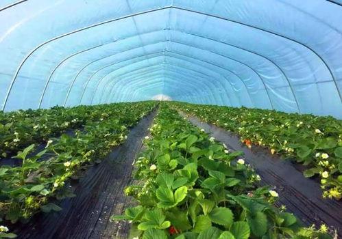 徐州新农人爆料视频,揭秘农村发展新动向  第2张